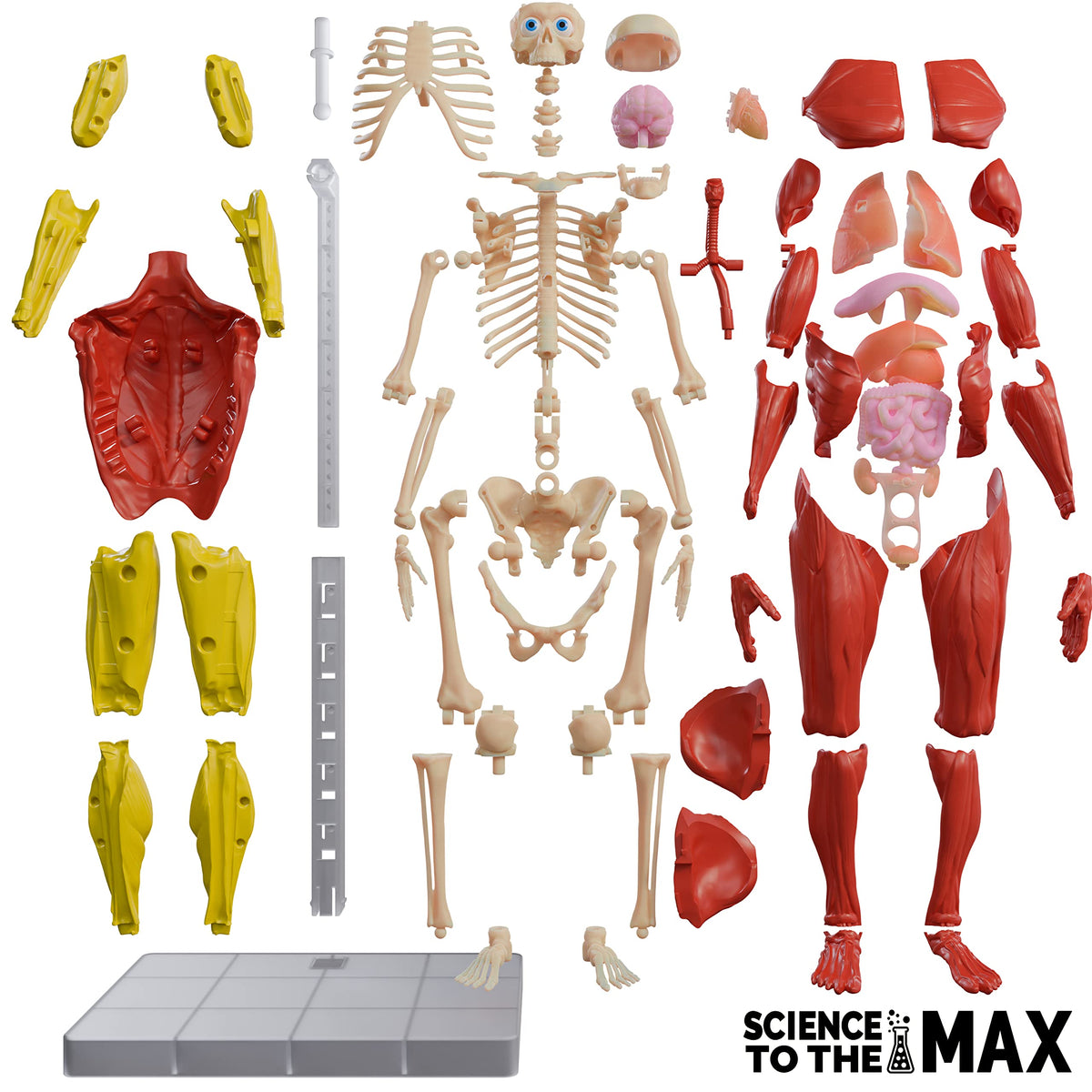 Be Amazing! Toys Interactive Body with removable organs for tactile science study
