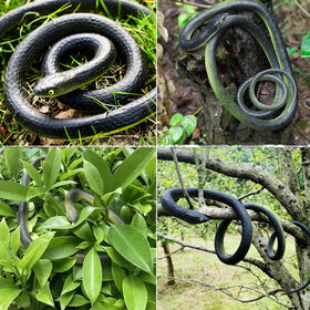 Beselley 29-inch medium black rubber snake for yard decoration and deterrence.