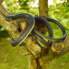 Beselley snake used as prank prop for parties or Halloween.