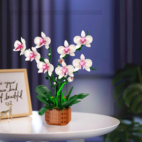 Bilinott Orchid Gift-ready packaging makes a thoughtful choice for celebrations.