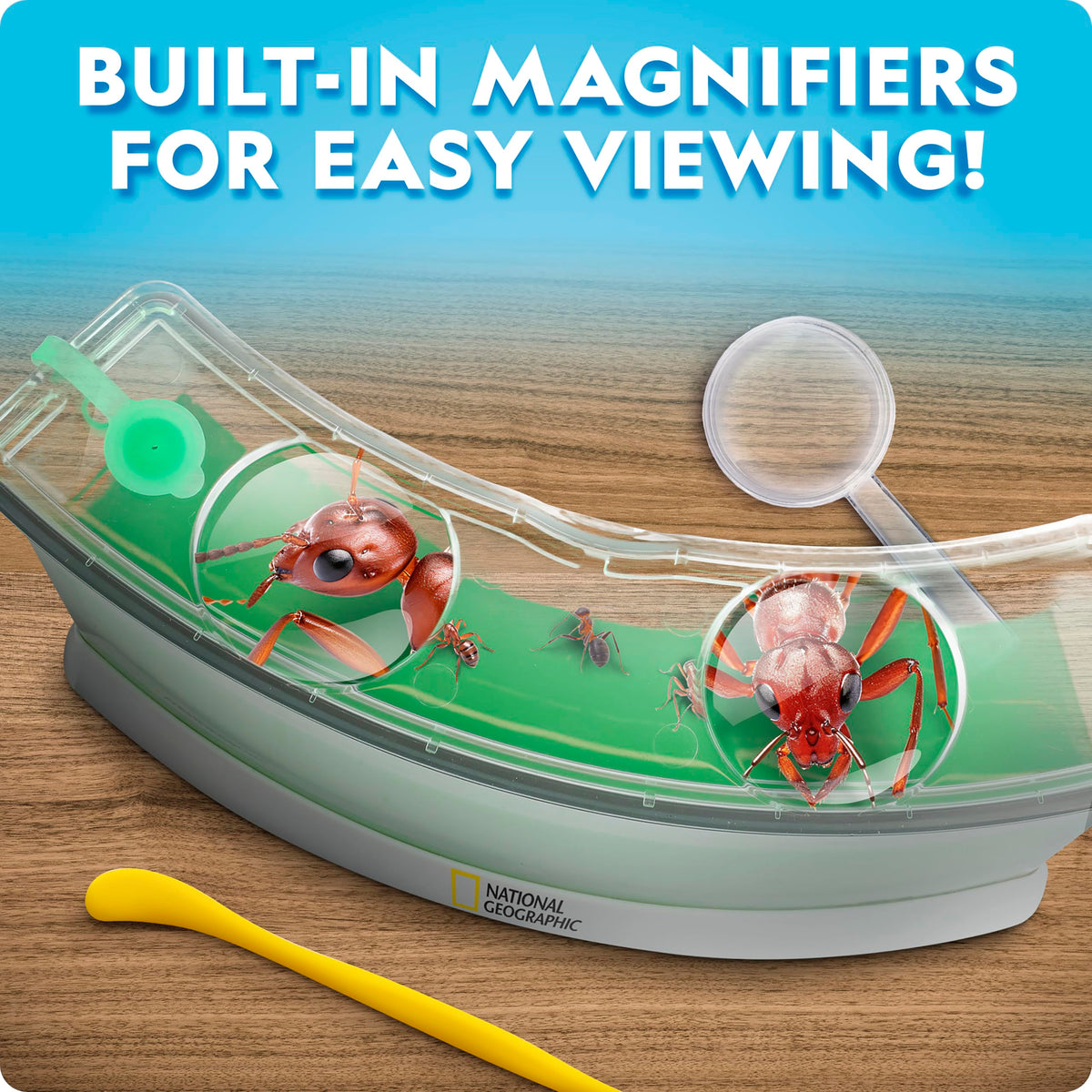 Blue Marble translucent nutrient gel supports engaging ant feeding in the habitat.