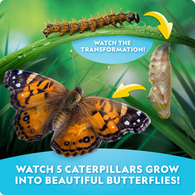 Blue Marble voucher for 5 caterpillars enables hands-on growth.