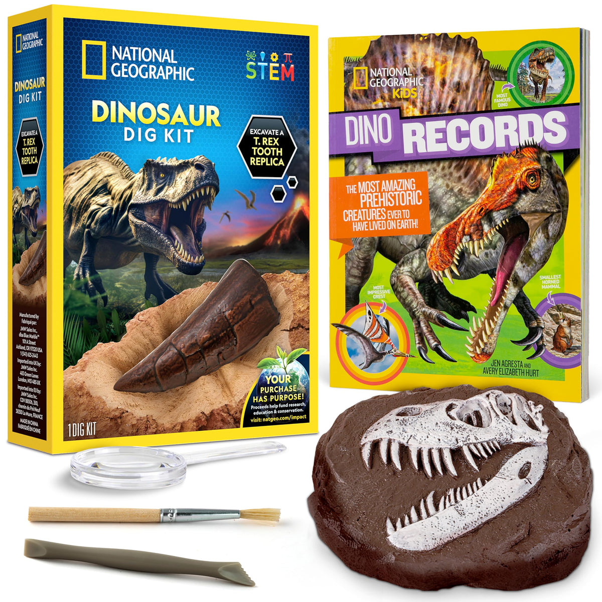 Blue Marble National Geographic Dino Fossil Dig Kit close-up of the T. rex tooth replica.