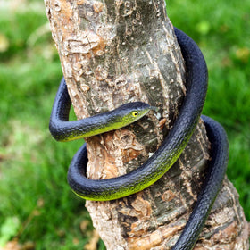 Blulu snakes around a branch for versatile decor.