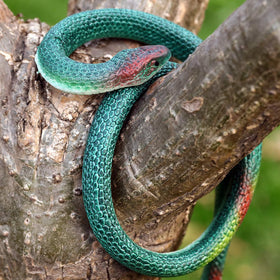 Blulu body pattern closeup with vivid coloration.