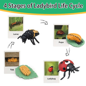 BOTICAKO gift-ready set suitable for classrooms and homes
