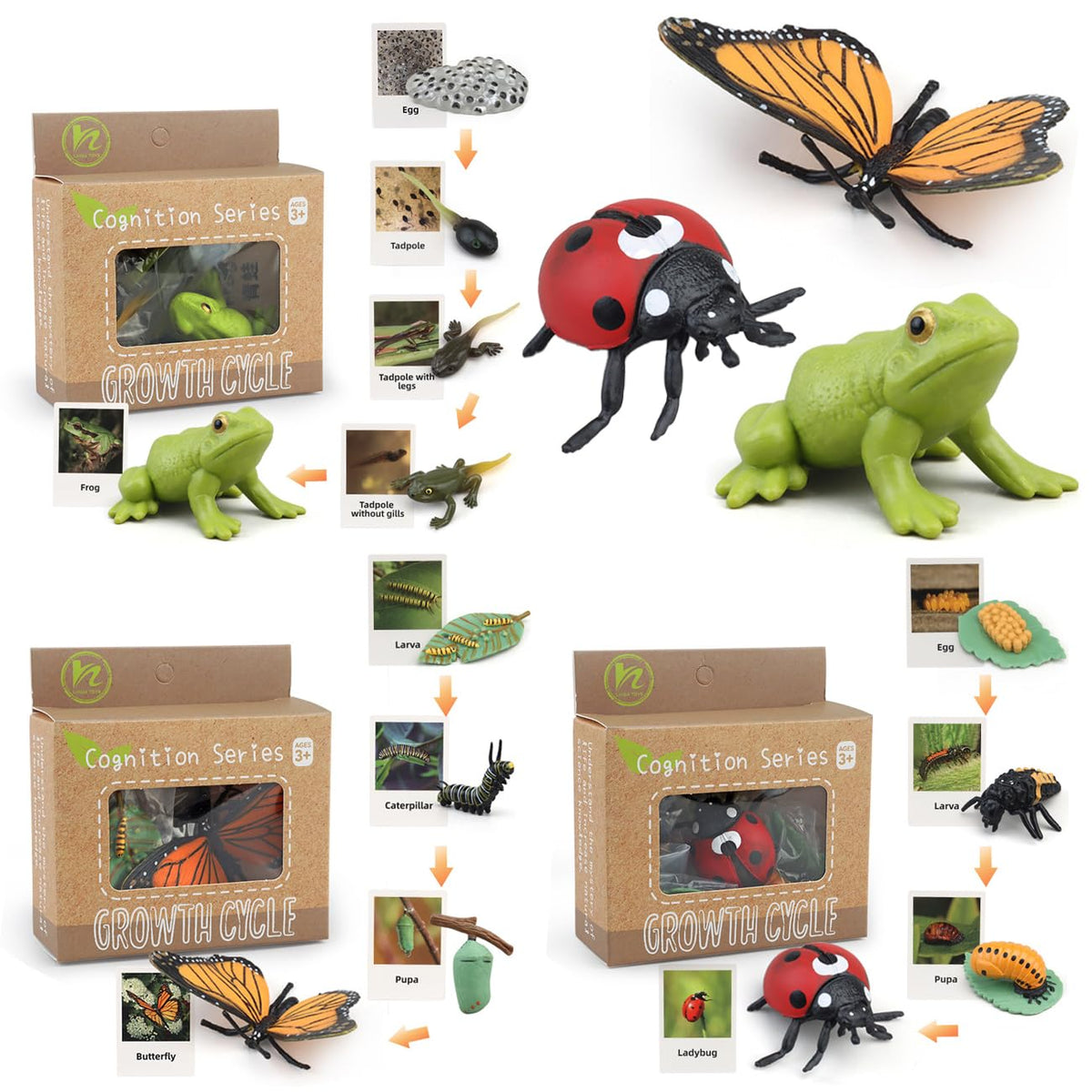 BOTICAKO ladybug life cycle figure with cards for early learning