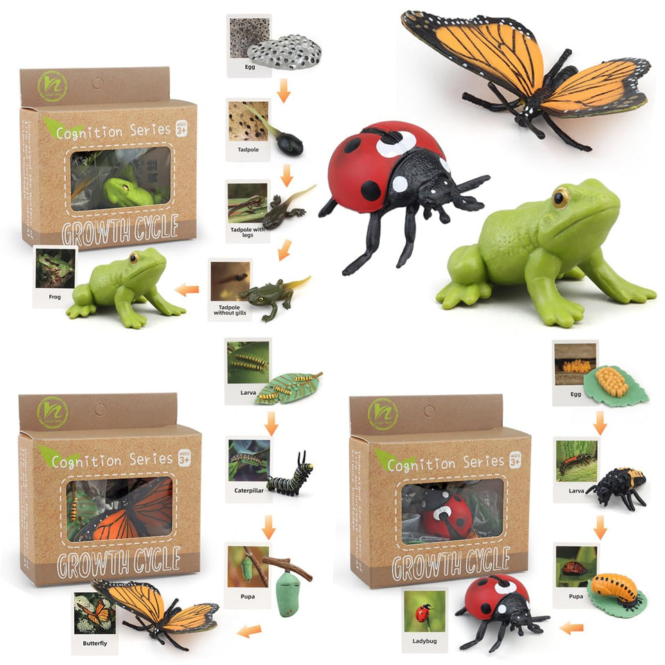 BOTICAKO ladybug life cycle figure with cards for early learning
