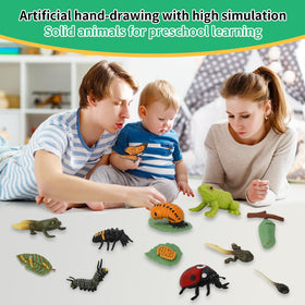BOTICAKO tadpole-to-frog kit highlighting growth stages for storytelling