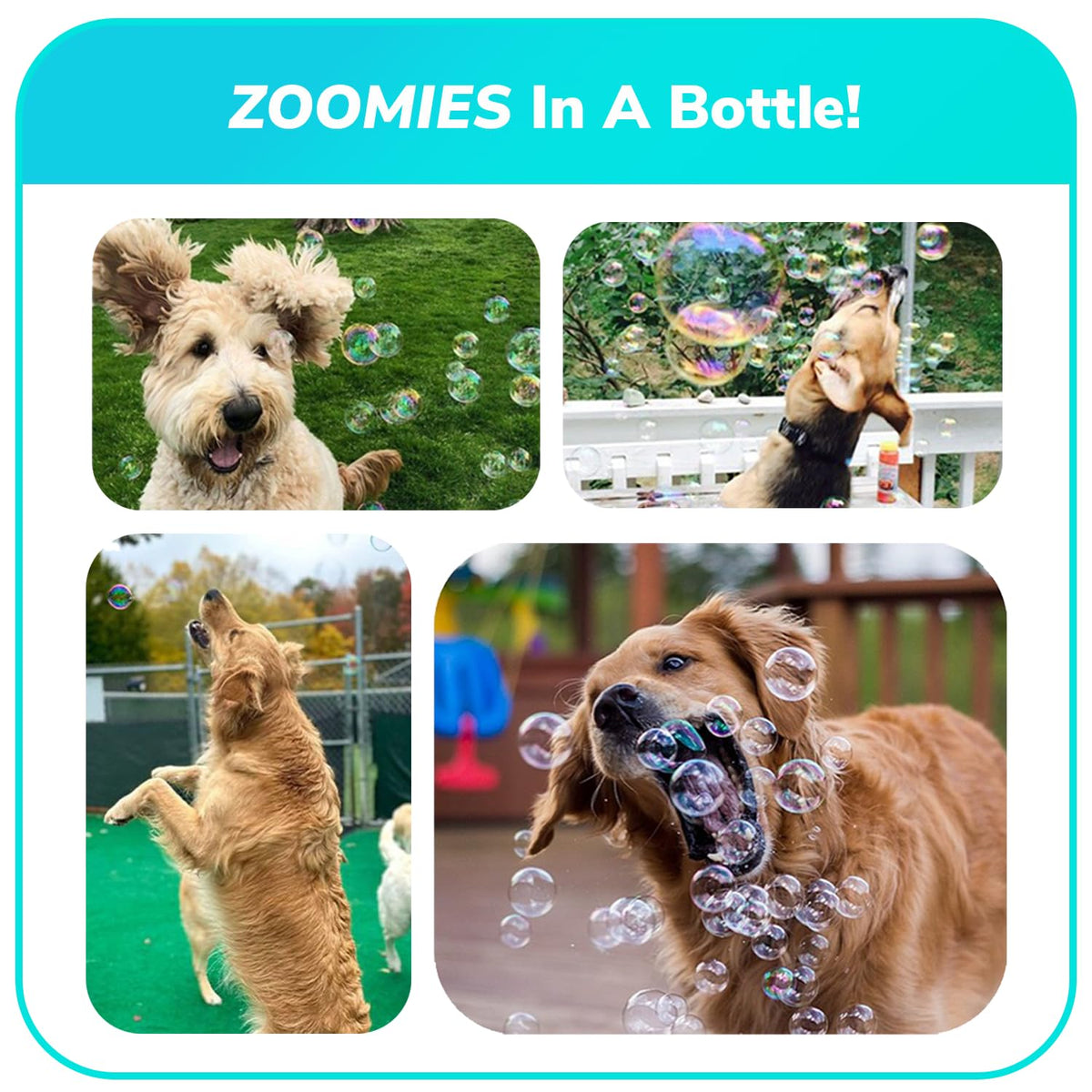 Bubble Lick four-pack bubbles invites repeated sessions of sniffing and licking.