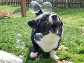 Bacon-scented bubbles swirl around a curious pup during outdoor fun.