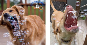 Dog enjoys Bubbletastic gift-ready toy highlighting playful companionship.