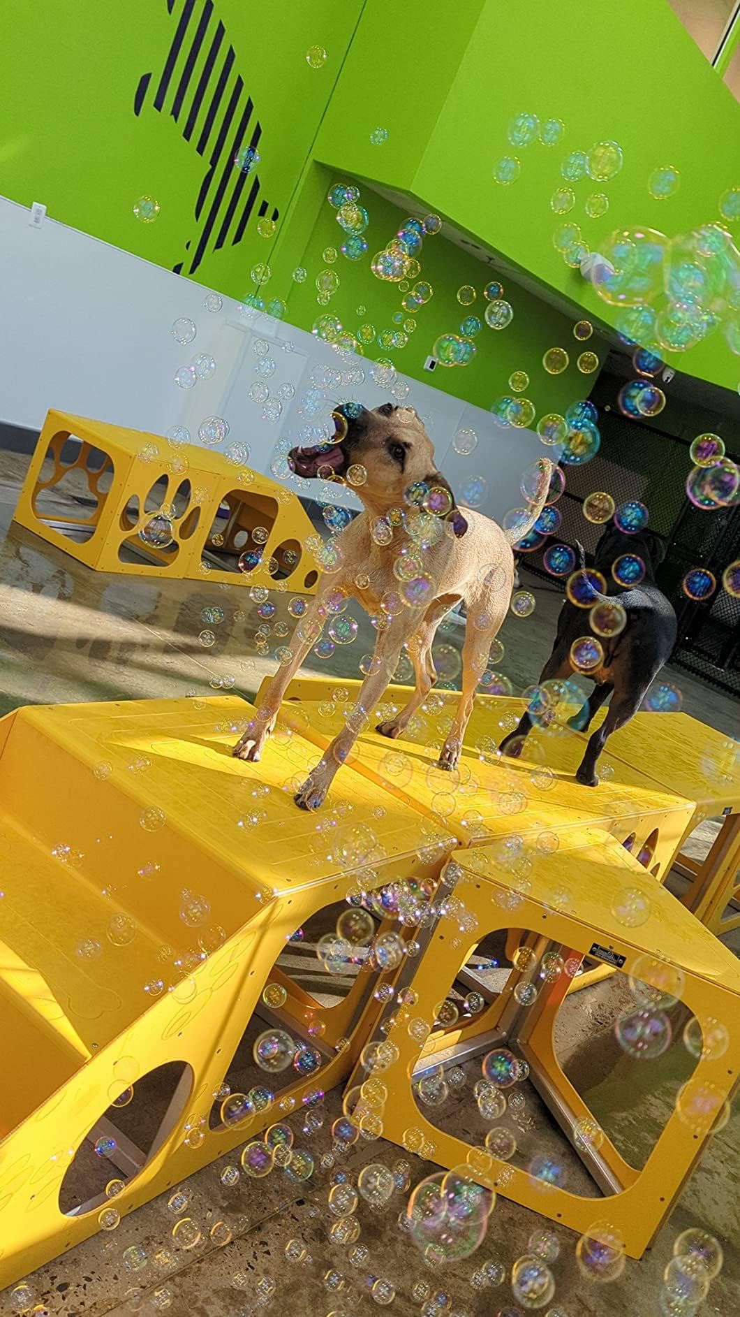 Family and dog bonding during Bubbletastic bubble playtime at home.