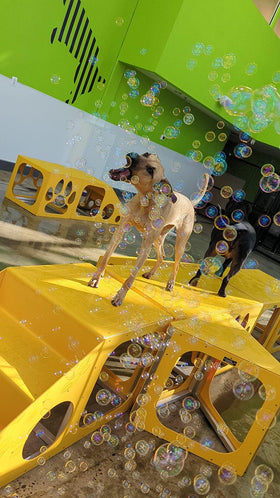 Family and dog bonding during Bubbletastic bubble playtime at home.