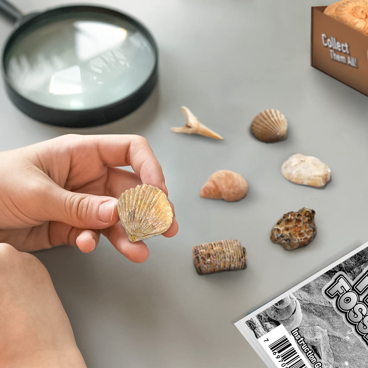 Byncceh Gamerside descriptive cards explain each fossil's history and features.