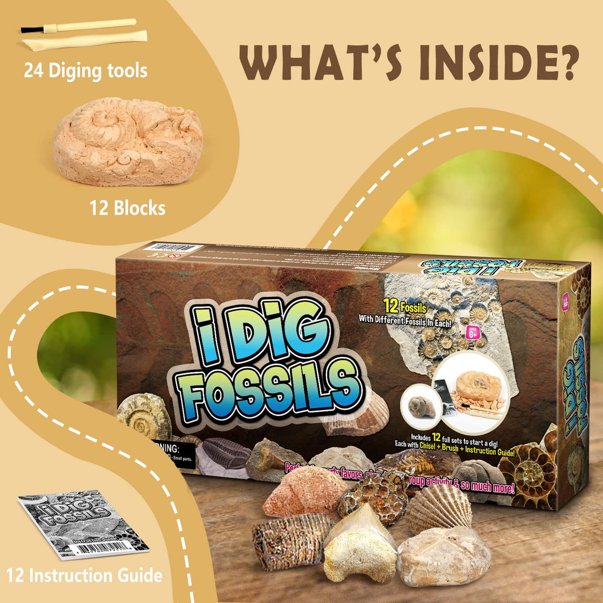 Byncceh Gamerside fossils collection of 12 specimens invites discovery.
