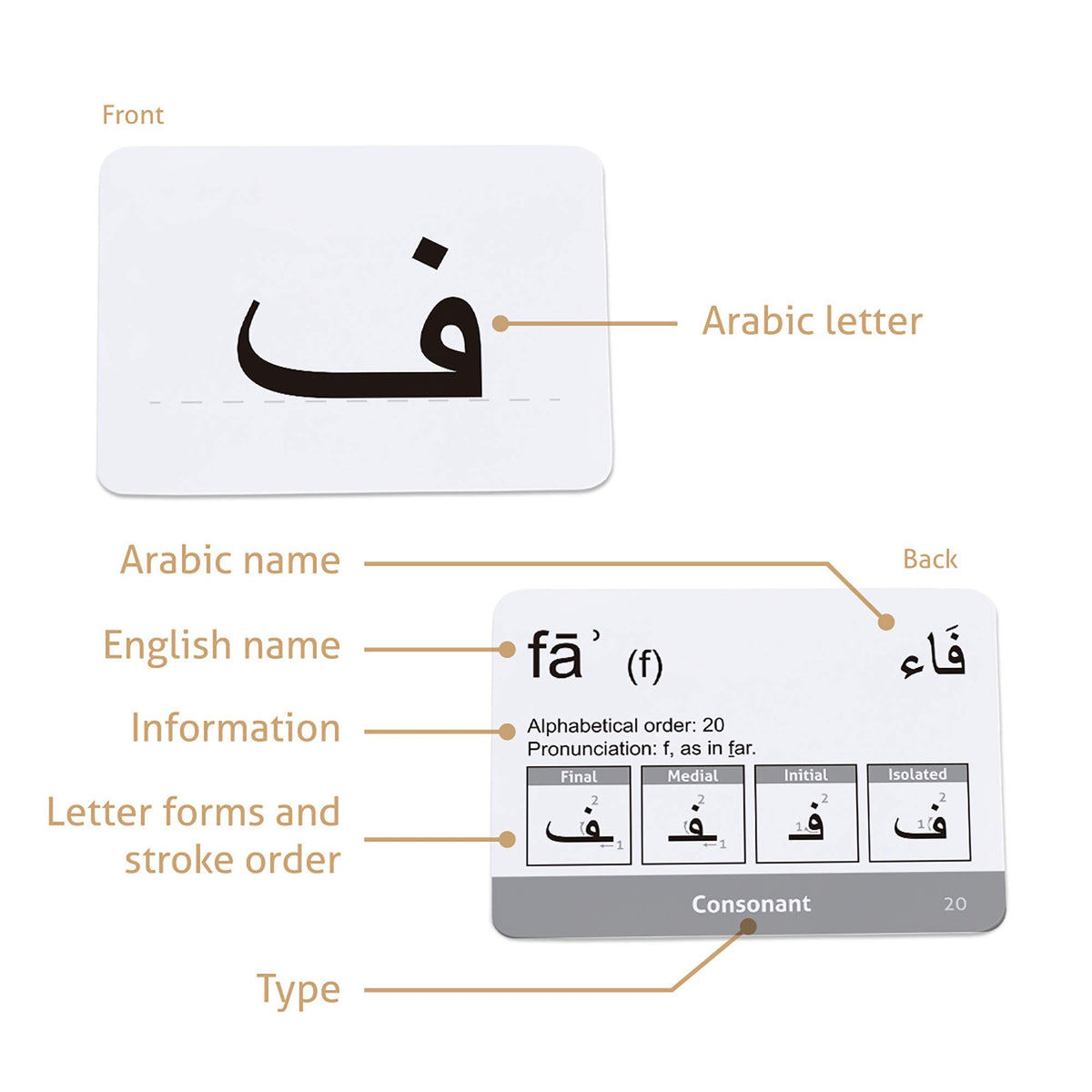 CARDDIA Arabic flashcards crafted on durable water-resistant paper for long-lasting use