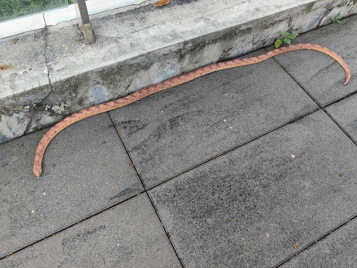 COTOSEY faux snake for prank ideas and spooky decor.