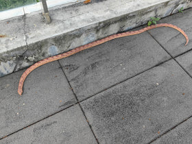 COTOSEY faux snake for prank ideas and spooky decor.