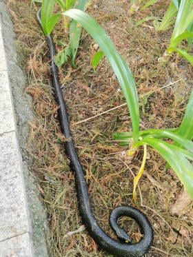 COTOSEY flexible snake stored neatly for easy storage