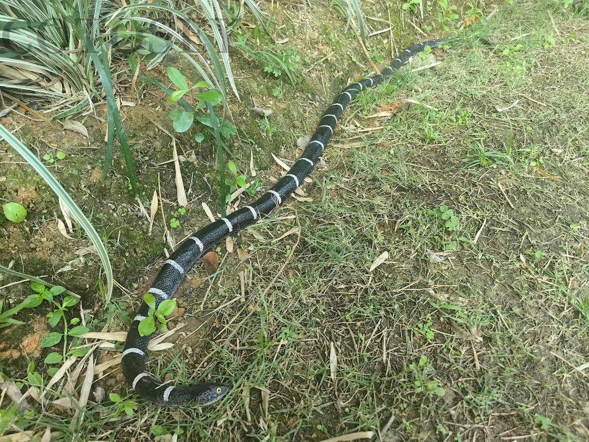 COTOSEY giftable snake prop suitable for novelty gifts.