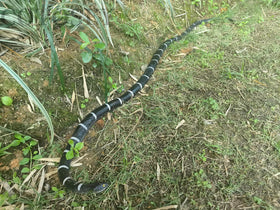 COTOSEY giftable snake prop suitable for novelty gifts.