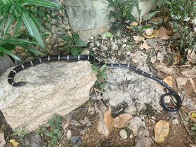 COTOSEY prank snake prop complements costume accessories.