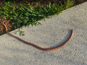 COTOSEY soft rubber snake emphasizes durable, safe handling.