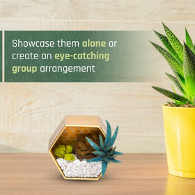 Craft Crush waterless terrariums showing low-maintenance greenery possibilities