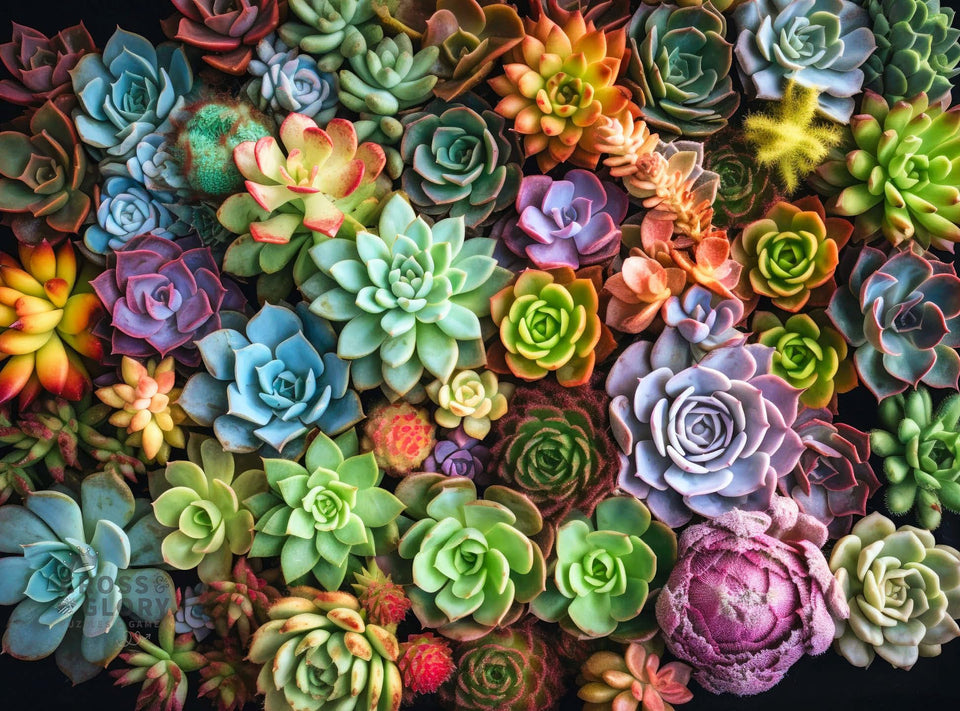 Cross & Glory Succulent Symphony cover with vibrant colors for captivating display