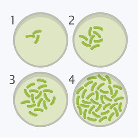 DalosDream sterile swabs ready for hands-on microbiology activity