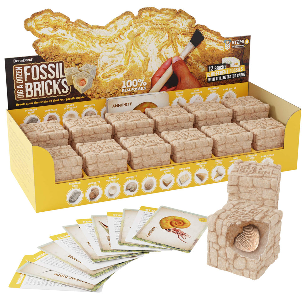 Dan&Darci fossil bricks excavation kit for hands-on discovery and learning