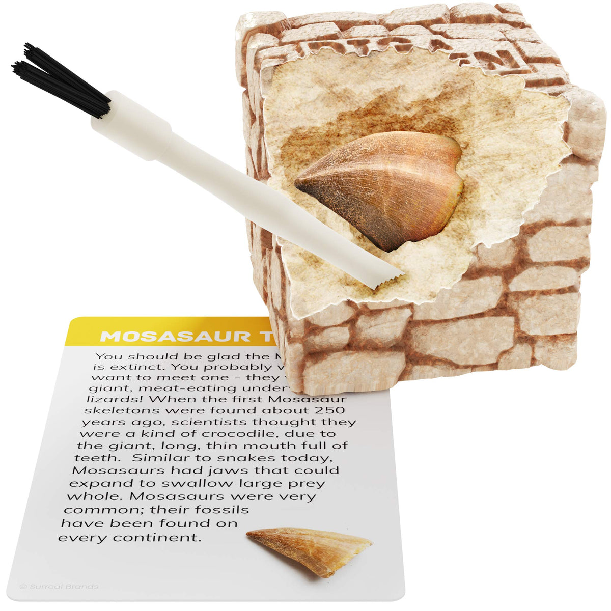 Dan&Darci fossil bricks chisels and brushes set for careful excavation