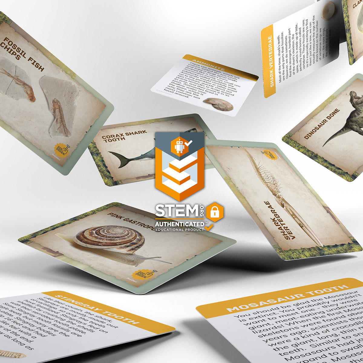 Dan&Darci fossil bricks learning cards explain fossil histories