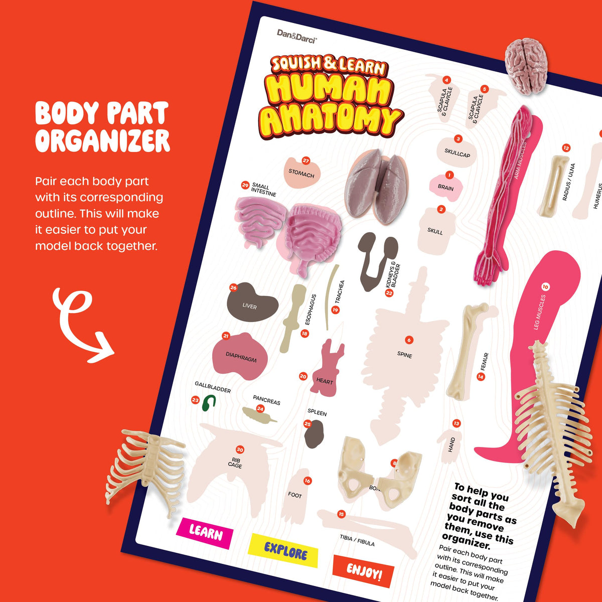 Dan and Darci trachea model for airway anatomy study