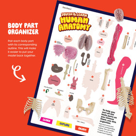 Dan and Darci trachea model for airway anatomy study