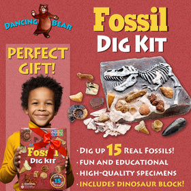DANCING BEAR Fossil Dig Kit excavation-dusting activity, encourages careful observation