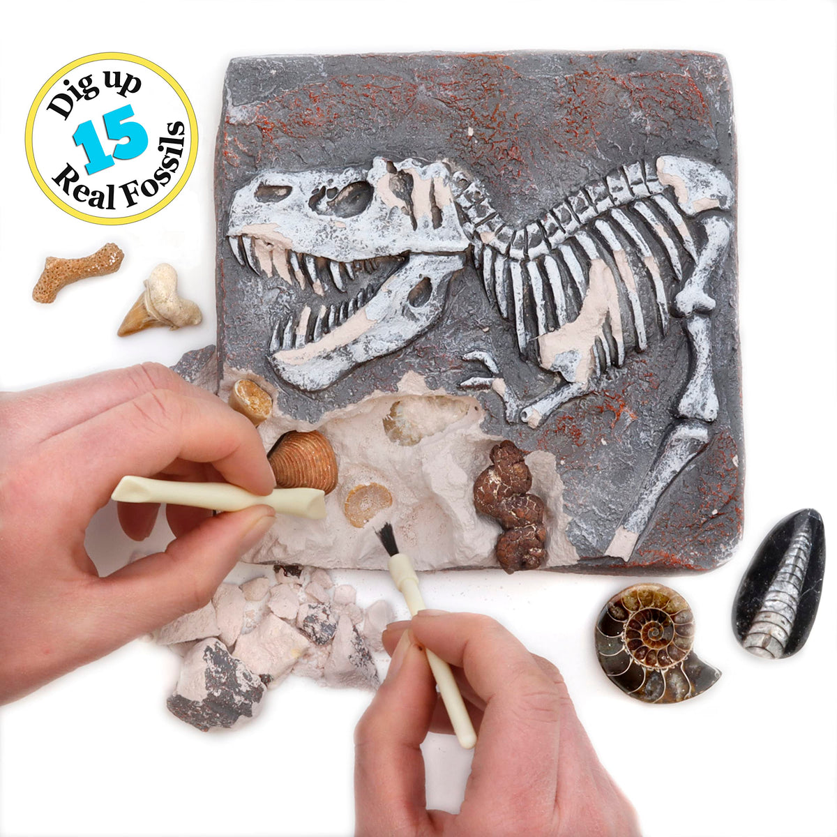 DANCING BEAR Fossil Dig Kit gift-packaging, ideal as a thoughtful science gift