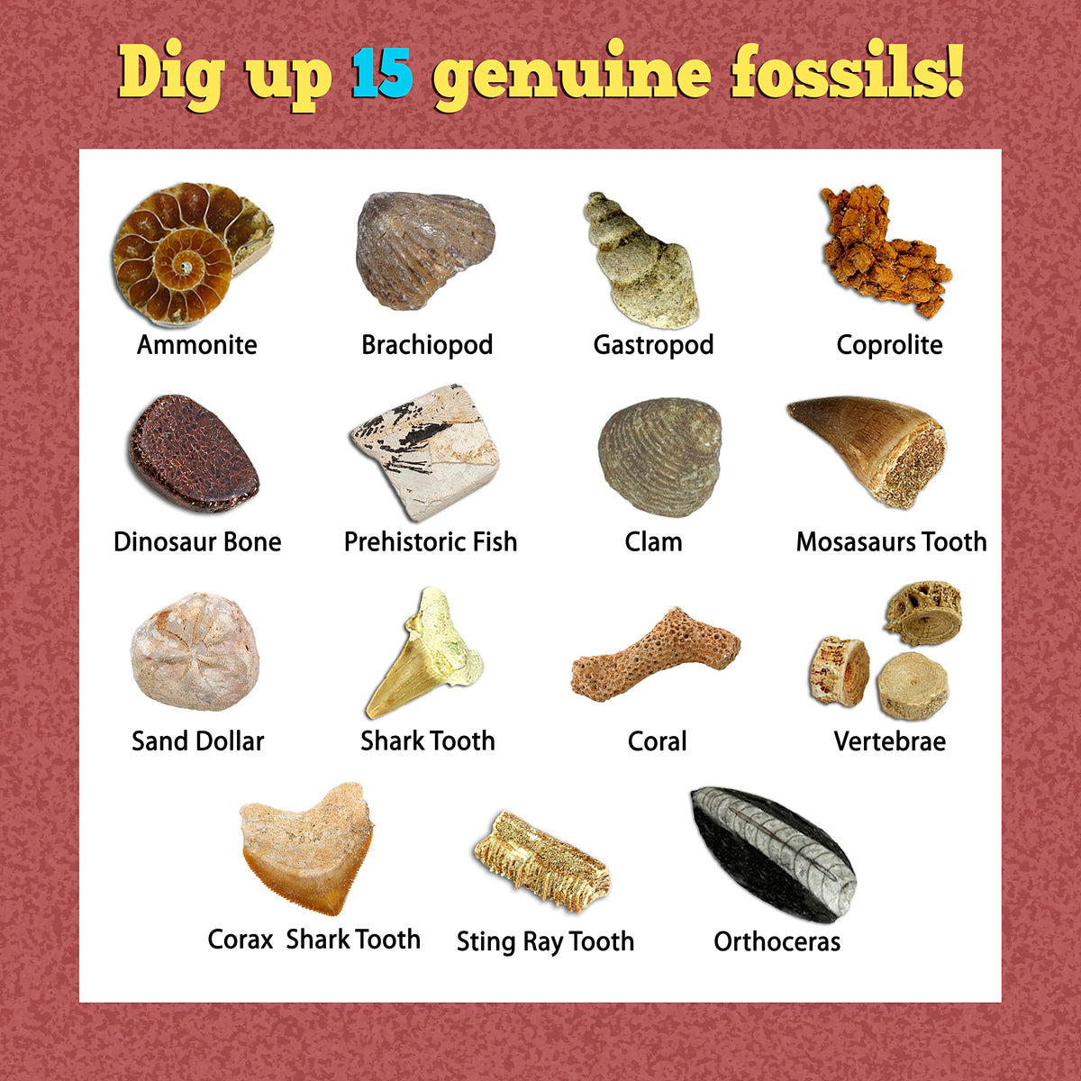 DANCING BEAR Fossil Dig Kit learning contents, includes guides for structured exploration
