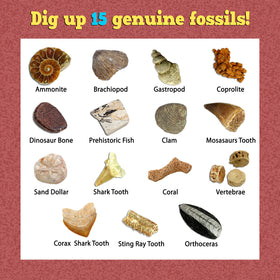 DANCING BEAR Fossil Dig Kit learning contents, includes guides for structured exploration