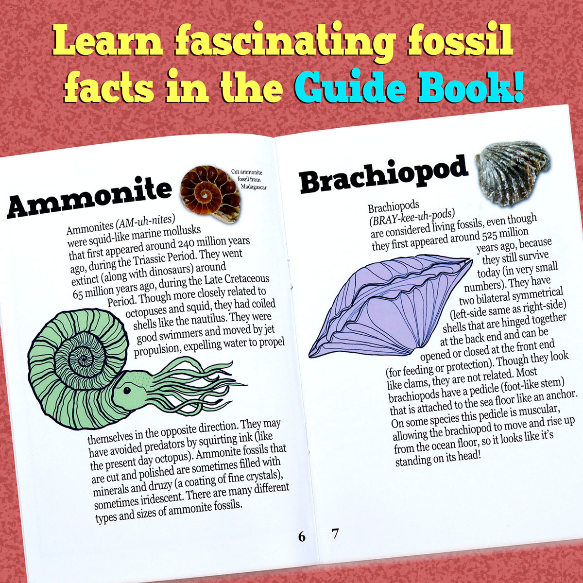 DANCING BEAR Fossil Dig Kit shark teeth, tactile fossils fuel pretend-play science