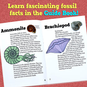 DANCING BEAR Fossil Dig Kit shark teeth, tactile fossils fuel pretend-play science