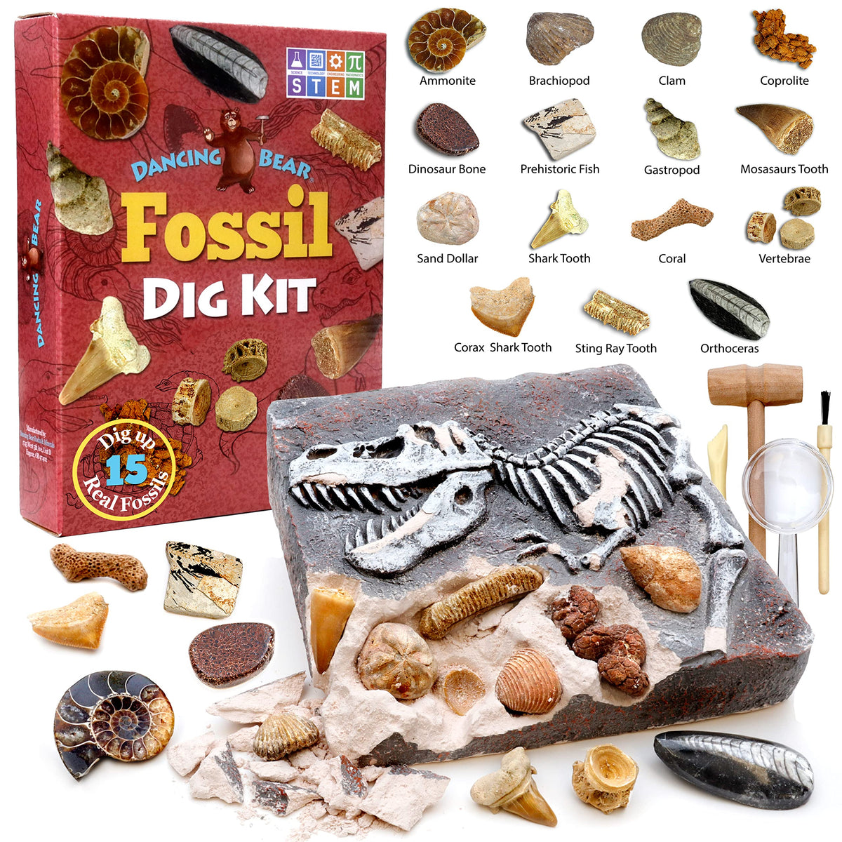 DANCING BEAR Fossil Dig Kit storage-tray, keeps fossils organized for repeat experiments