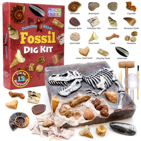 DANCING BEAR Fossil Dig Kit storage-tray, keeps fossils organized for repeat experiments