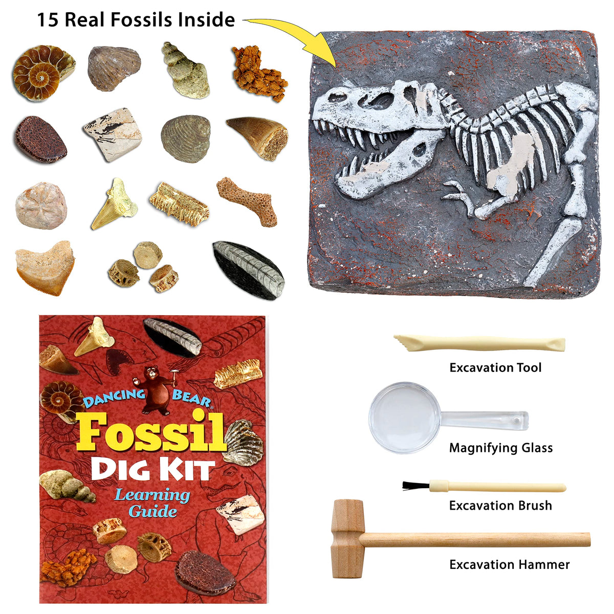 DANCING BEAR Fossil Dig Kit tools, enabling precise excavation and learning