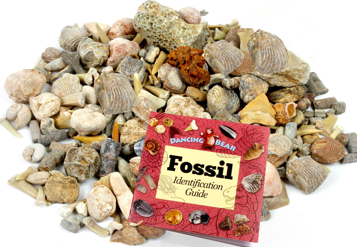 DANCING BEAR fossil sorting mix 3-lbs with fossil ID book for hands-on science exploration