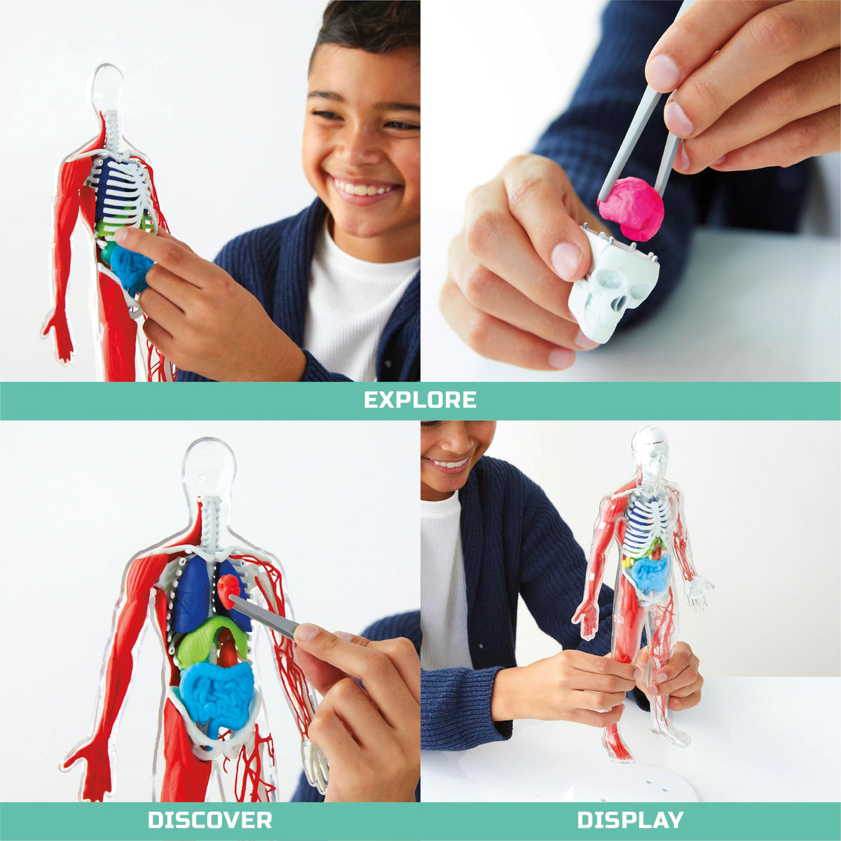 Discovery 3D anatomy kit brain model for cognitive anatomy learning and STEM curiosity.