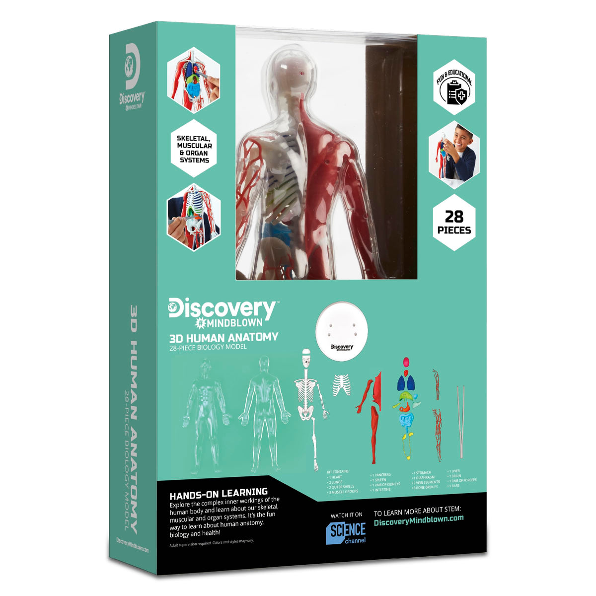 Discovery 3D anatomy kit glow parts for engaging glow-in-the-dark science demonstrations.