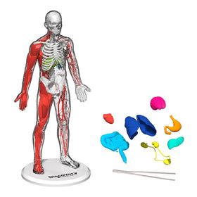 Discovery 3D anatomy kit heart piece for interactive biology exploration and classroom demonstration.