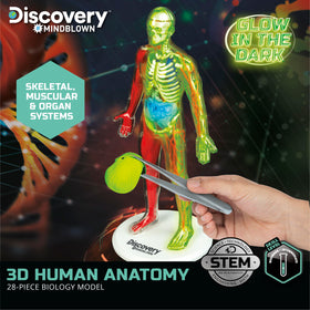 Discovery 3D anatomy kit lungs display for visualizing respiration and hands-on study.